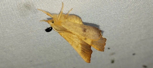 Ennomos fuscantaria - kőris-levélaraszoló