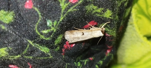 Lygephila pastinum - közönséges csüdfűbagoly