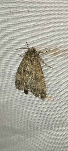 Acronicta megacephala - nagyfejű szigonyosbagoly