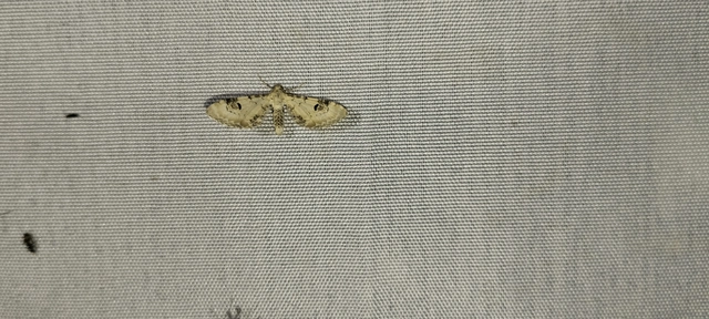 Eupithecia centaureata - búzavirág-törpearaszoló