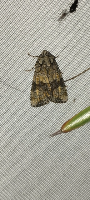 Craniophora ligustri - fagyalbagoly