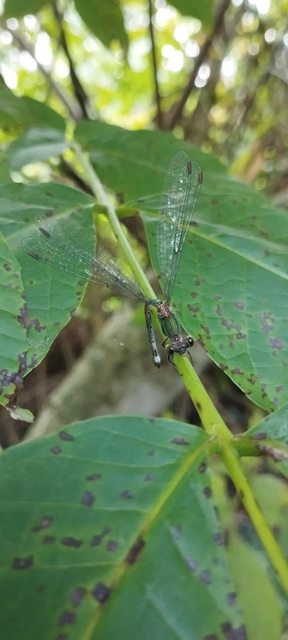 Chalcolestes viridis/parvidens
