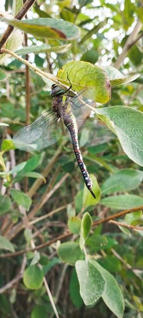 Aeshna mixta - kései karcsúacsa