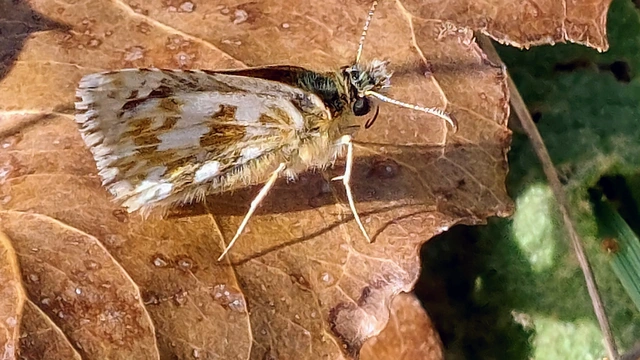 Pyrgus alveus - hegyi busalepke