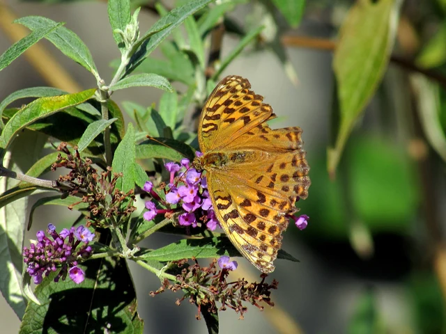 Argynnis paphia - nagy gyöngyházlepke