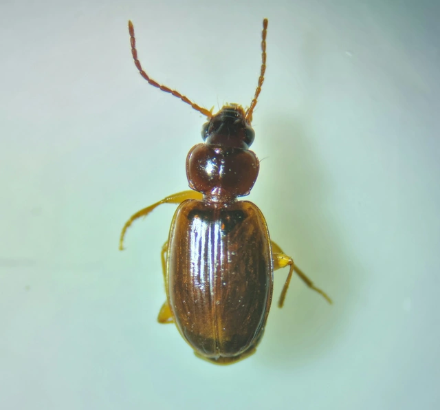 Trechus quadristriatus - közönséges fürgefutonc