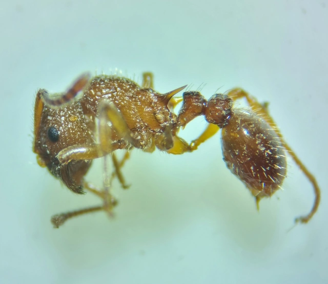 Myrmica sabuleti - gyakori bütyköshangya