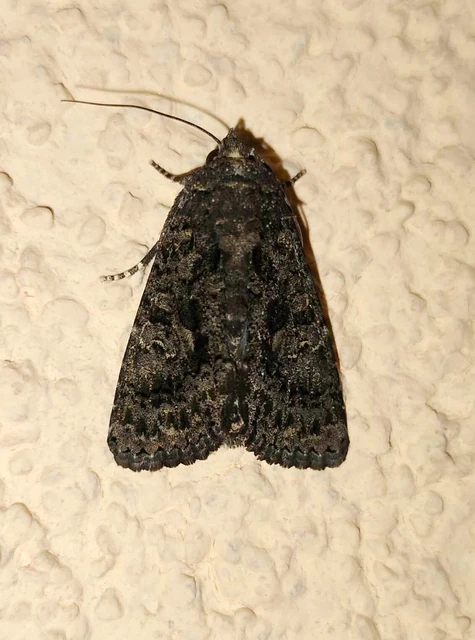 Anophia leucomelas - déli folyófűbagoly