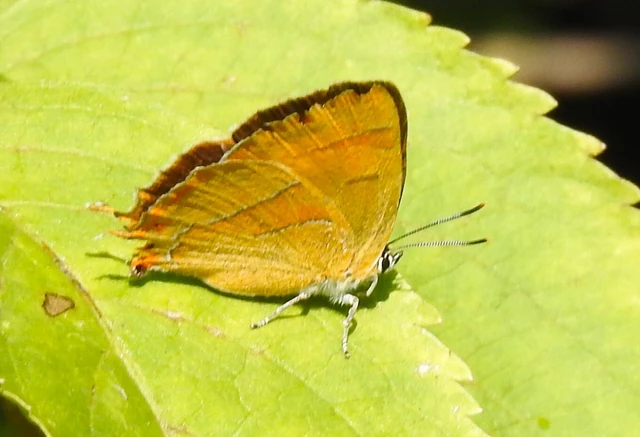 Thecla betulae - nyírfalepke