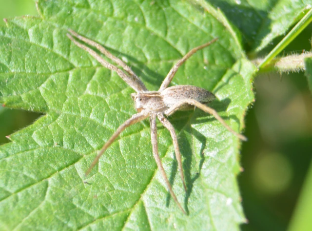 Pisaura mirabilis - csodáspók