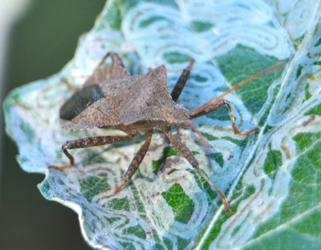 Coreus marginatus - közönséges karimáspoloska