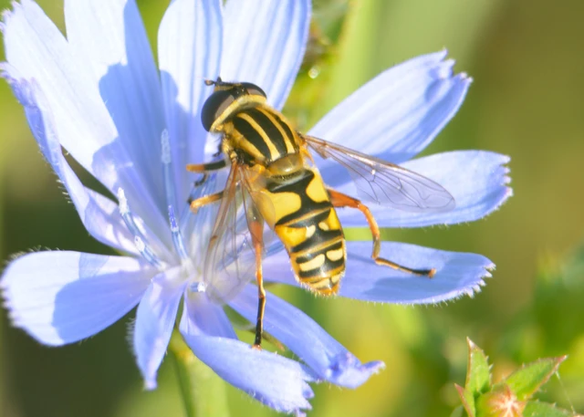 Helophilus pendulus - közönséges mocsárilégy
