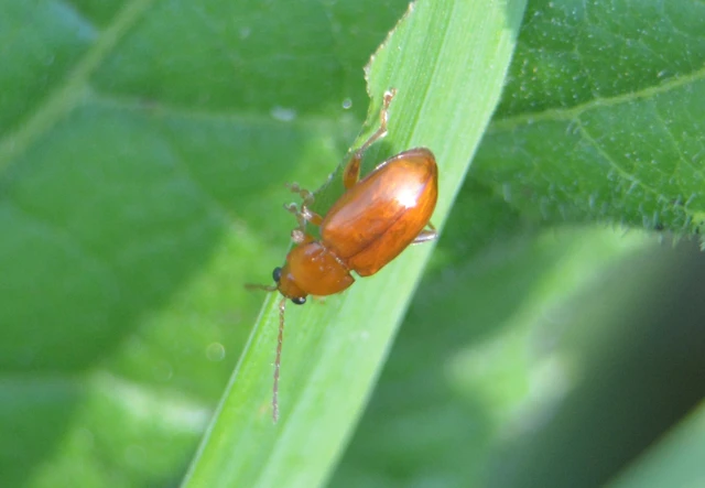 Neocrepidodera