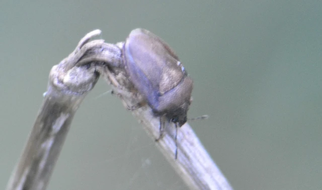 Podops Podops