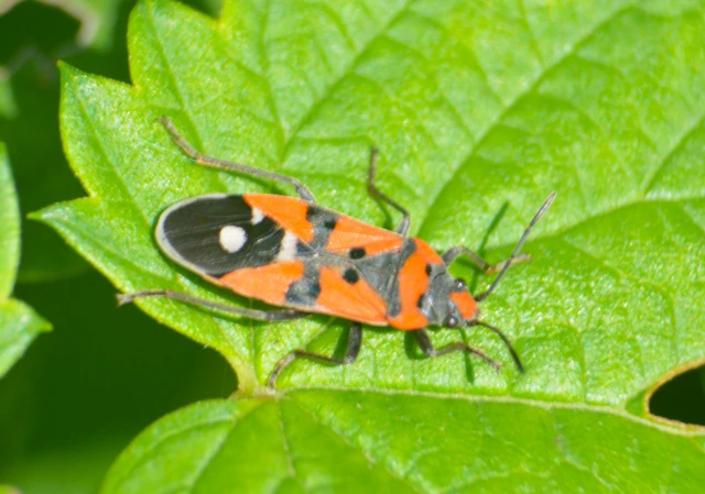 Lygaeus equestris/simulans
