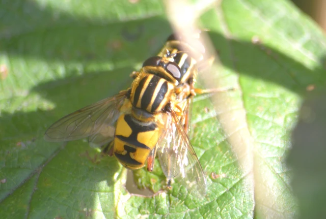 Helophilus