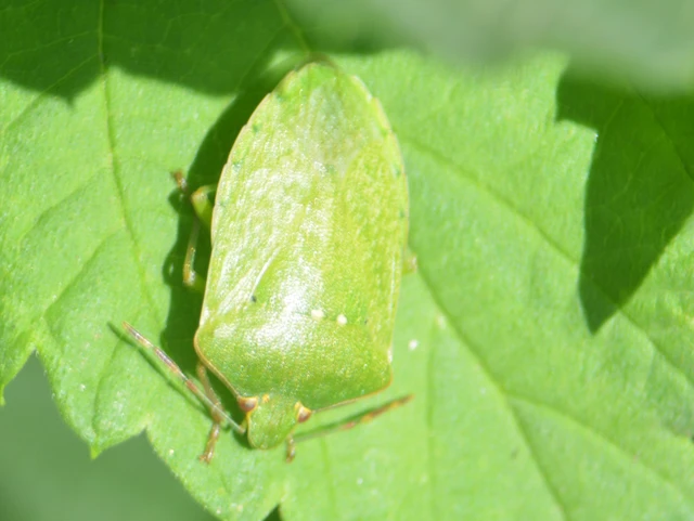 Nezara viridula - zöld vándorpoloska