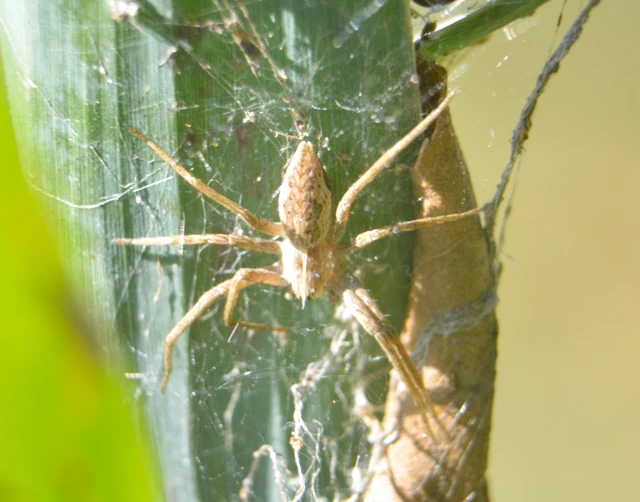 Pisaura mirabilis - csodáspók