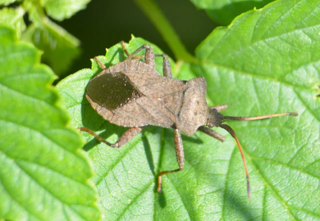 Coreus marginatus - közönséges karimáspoloska