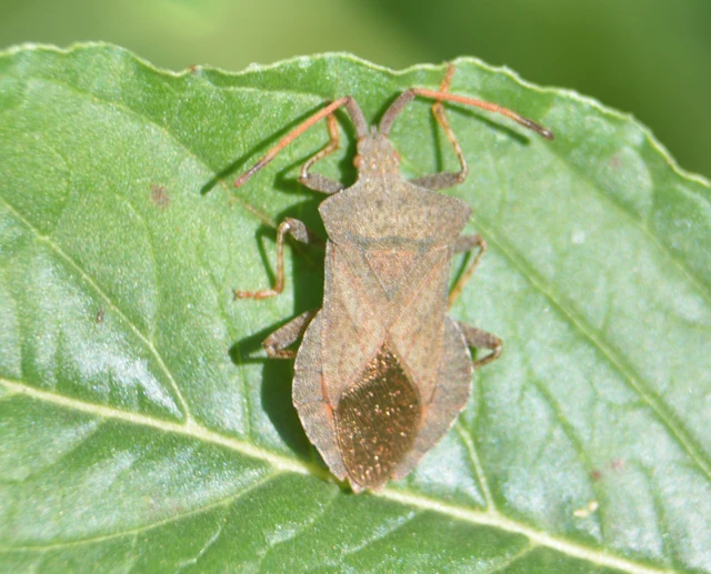 Coreus marginatus - közönséges karimáspoloska