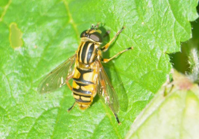 Helophilus pendulus - közönséges mocsárilégy