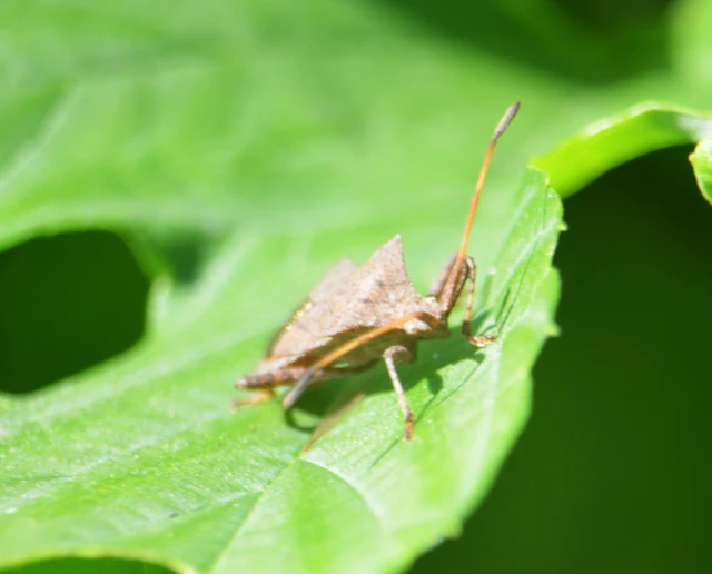 Coreus marginatus - közönséges karimáspoloska