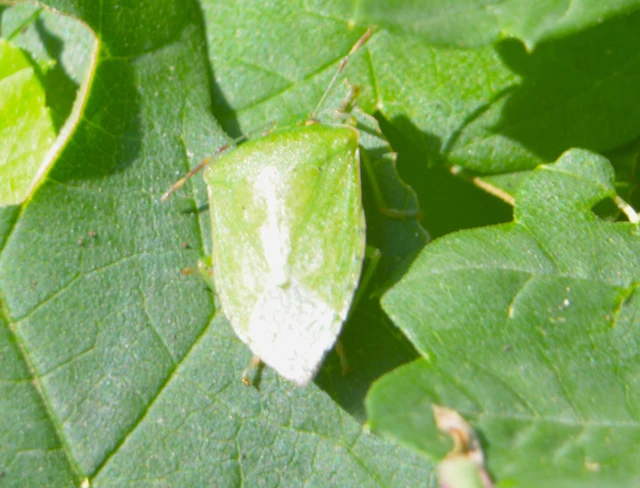 Nezara viridula - zöld vándorpoloska