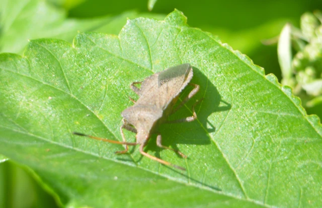 Coreus marginatus - közönséges karimáspoloska