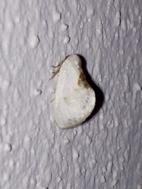 Cilix glaucata - törpe sarlósszövő