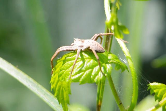 Pisaura mirabilis - csodáspók