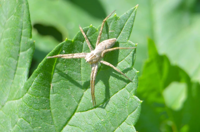 Pisaura mirabilis - csodáspók