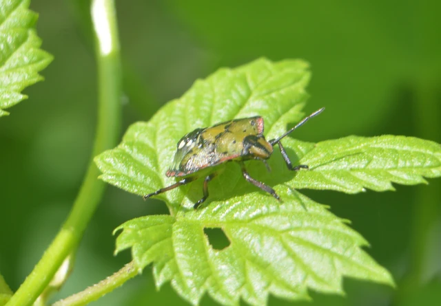Nezara viridula - zöld vándorpoloska