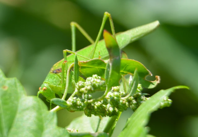 Phaneroptera nana - pontozott repülőszöcske