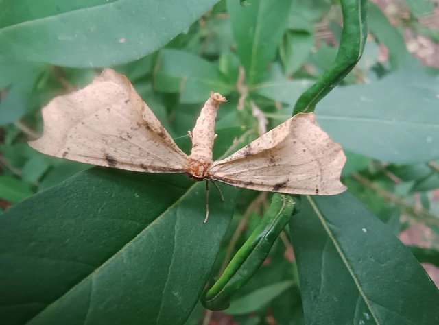 Artiora evonymaria - kecskerágó-araszoló