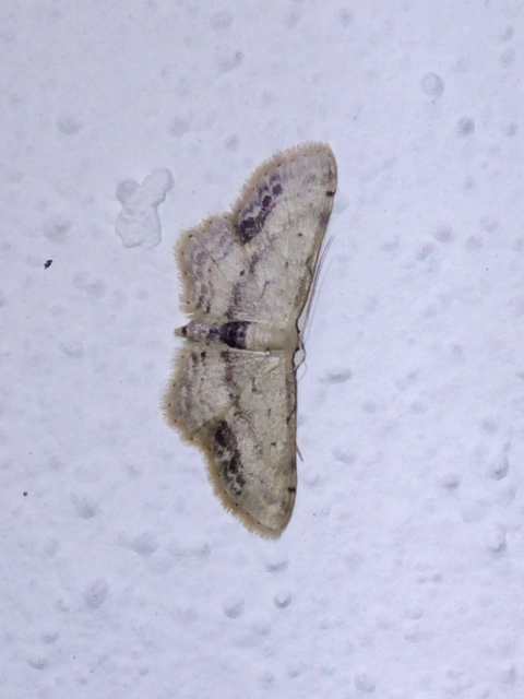 Idaea dimidiata - gyakori apróaraszoló