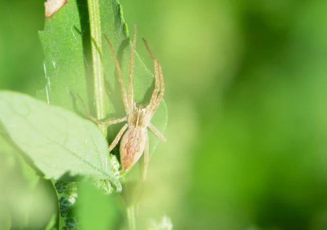 Pisaura mirabilis - csodáspók