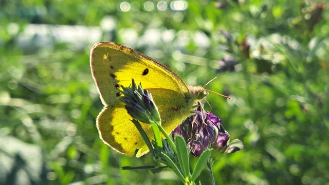 Colias erate - csángó-kéneslepke