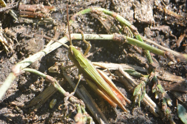 Chorthippus (Chorthippus) (subgenus)