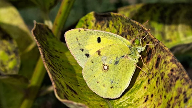 Colias erate - csángó-kéneslepke