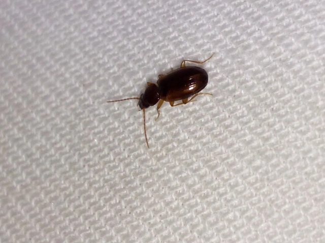 Trechus quadristriatus - közönséges fürgefutonc