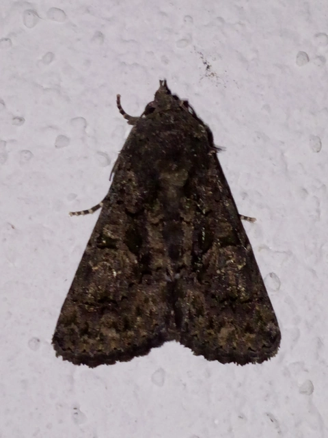 Anophia leucomelas - déli folyófűbagoly