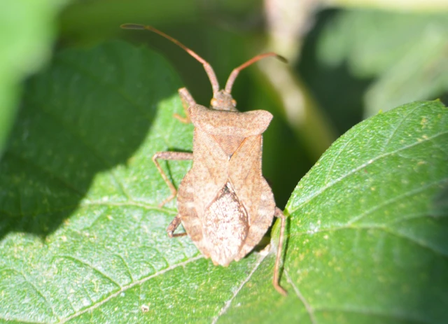 Coreus marginatus - közönséges karimáspoloska