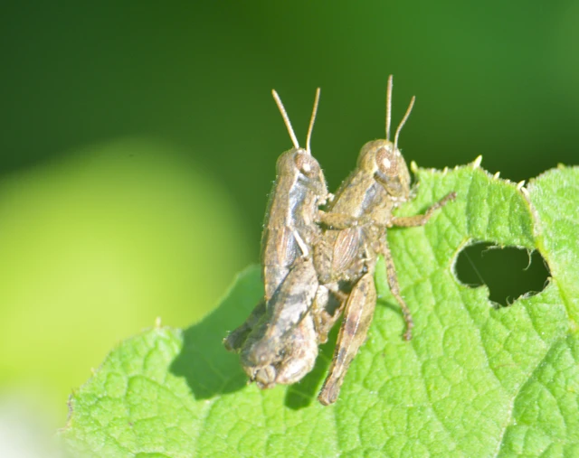 Pezotettix giornae - kis hegyisáska