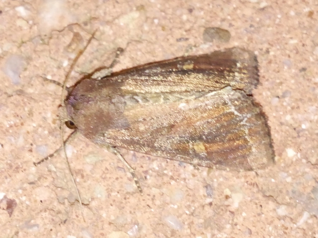 Lacanobia oleracea - saláta-kertibagoly