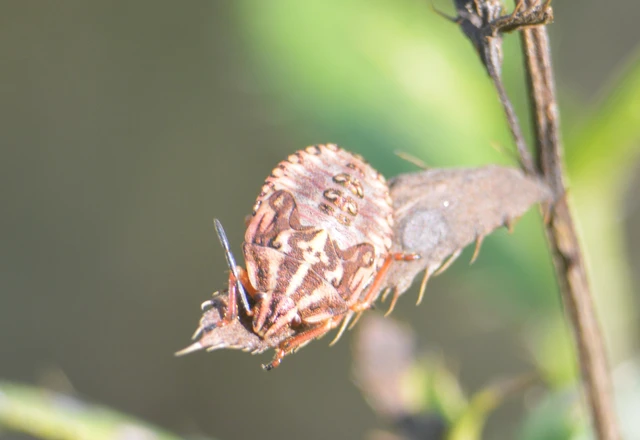 Carpocoris Carpocoris