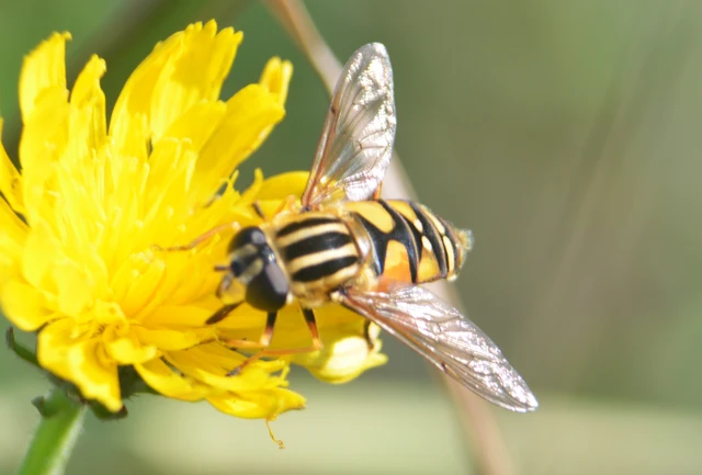 Helophilus