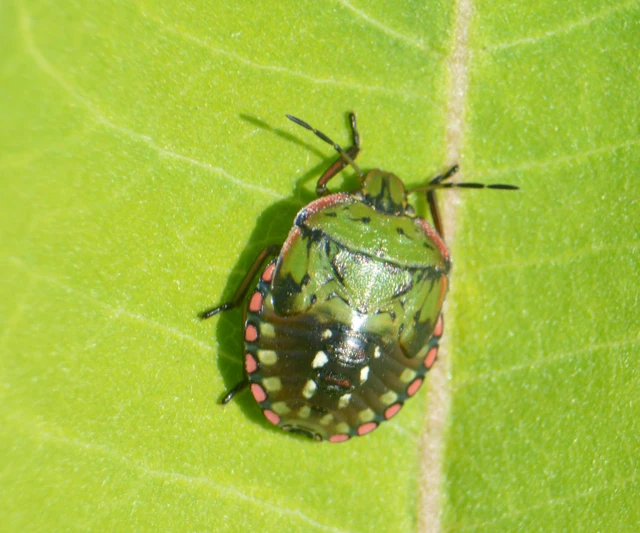 Nezara viridula - zöld vándorpoloska