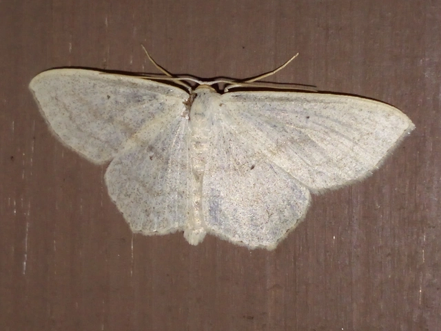 Scopula nigropunctata - feketepettyes araszoló