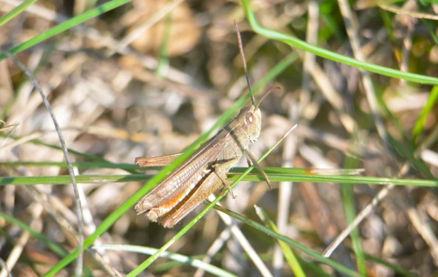 Chorthippus (Chorthippus) (subgenus)