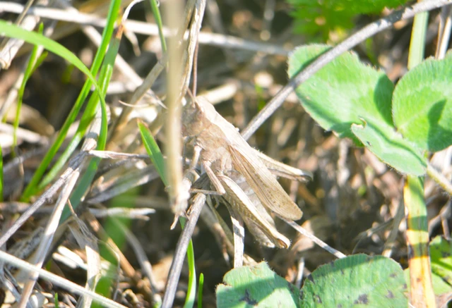 Chorthippus (Chorthippus) (subgenus)